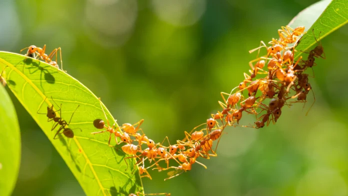 The surprising ant strategy that could transform robotics