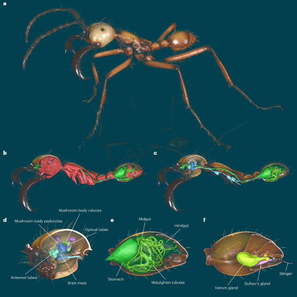 Entomologists Create Digital Library of Global Ant Diversity