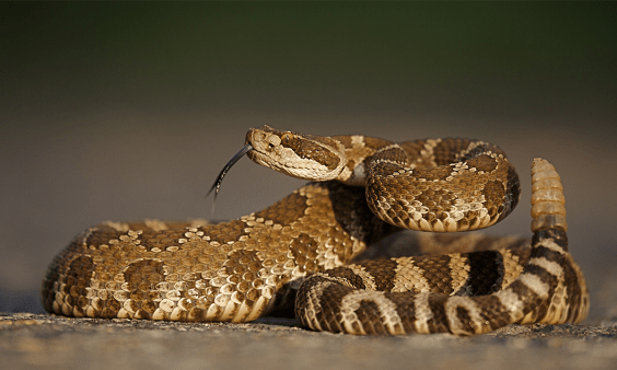 The Iconic Longevity of the Rattlesnake’s Warning
