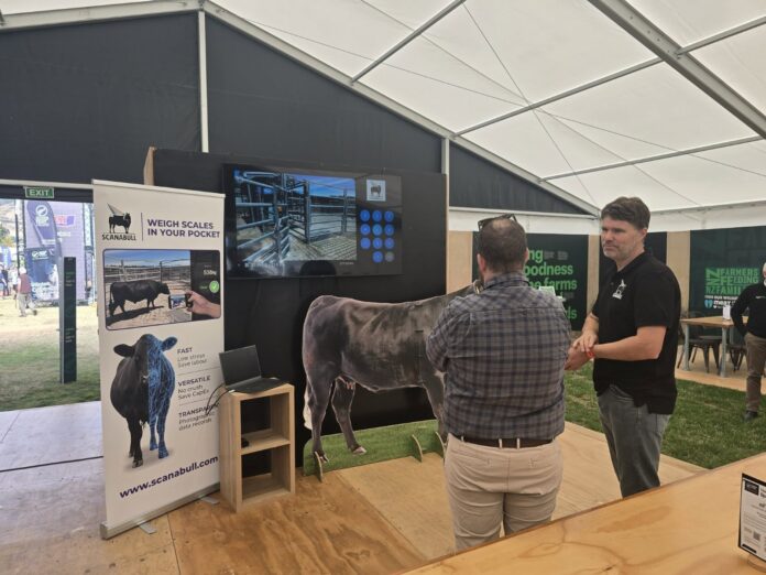 Kiwi agritech startup Scanabull looks to disrupt the beef industry with AI-powered 3D cattle weighing