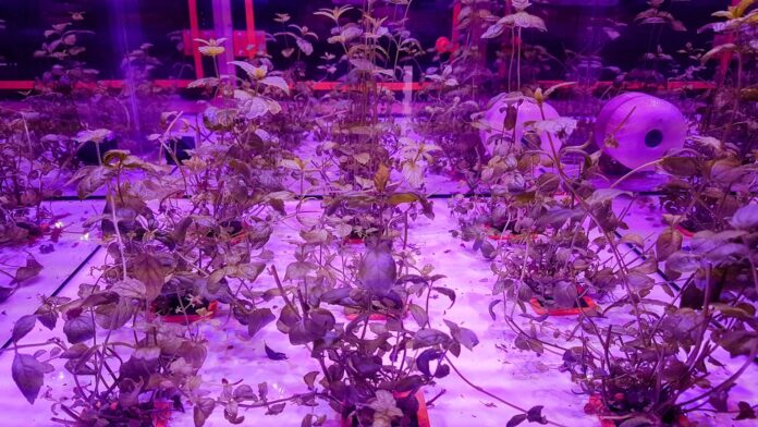 Canada’s farms are turning to robotics for efficiency and the employment gap