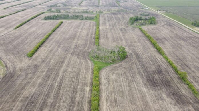 Robots in the orchard: How automation is reshaping greenhouse horticulture in Canada