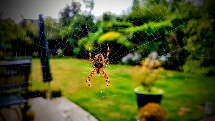 A spider’s eye view could transform machine vision